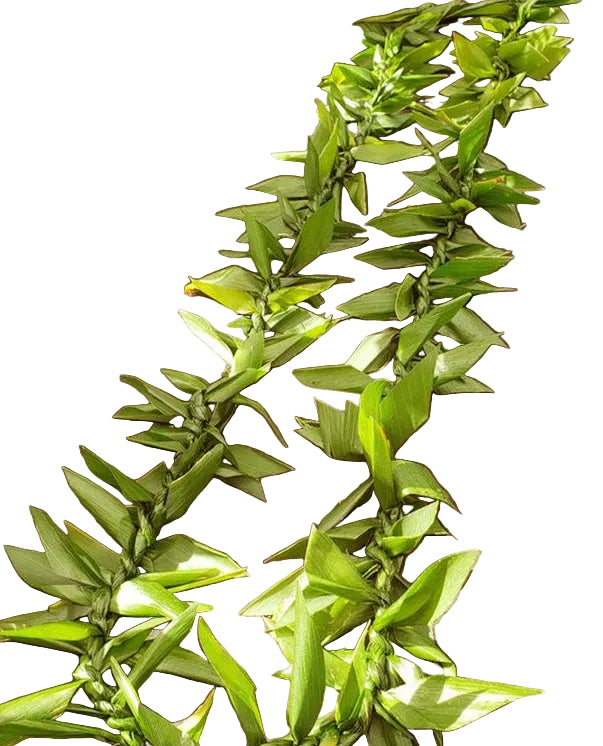 Ti Leaf Lei
